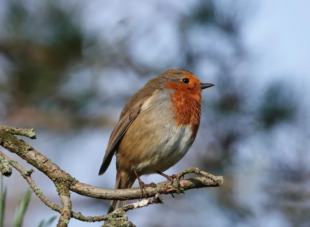 Image d'un rouge gorge