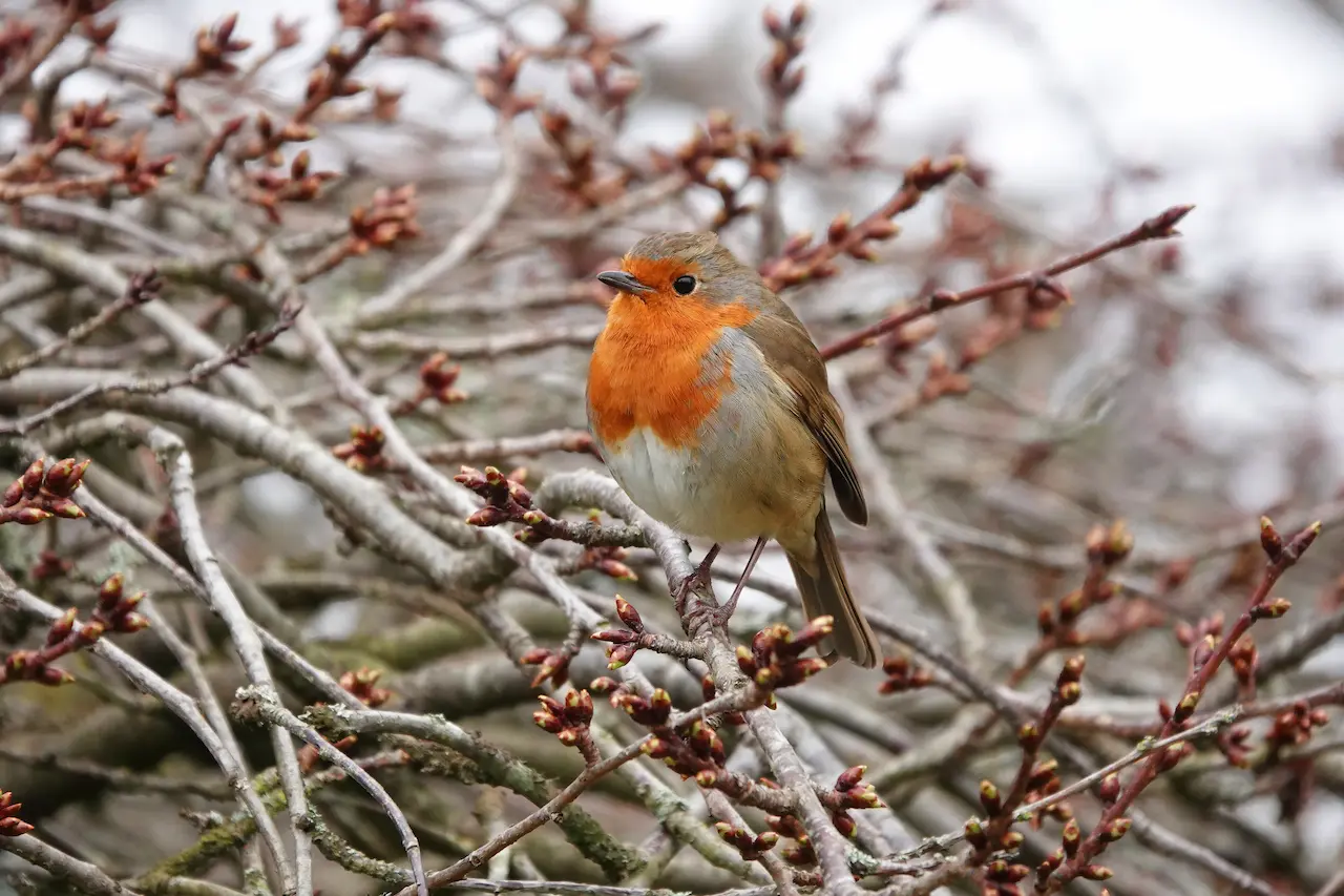 guide pour nourrir le rouge gorge dans le jardin