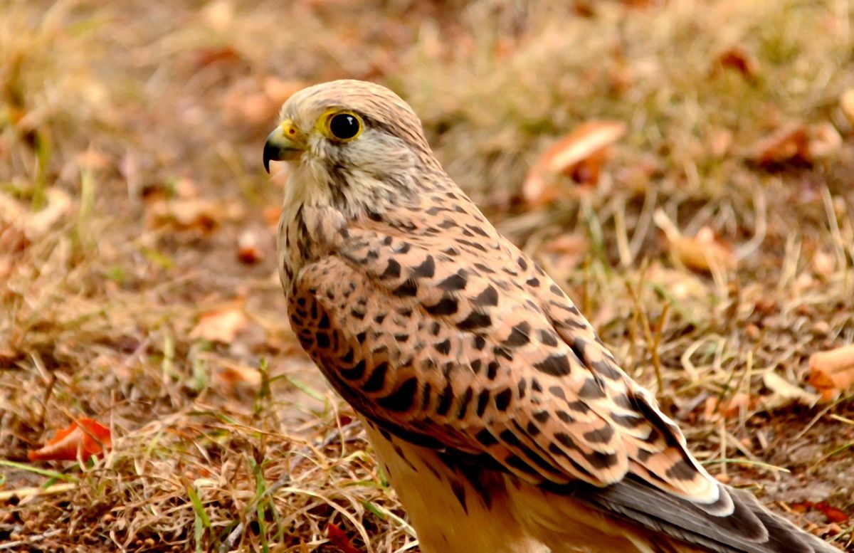 Faucon crécerelle femelle posée au sol : tête brun-roux striée, dos roux fortement barré de noir