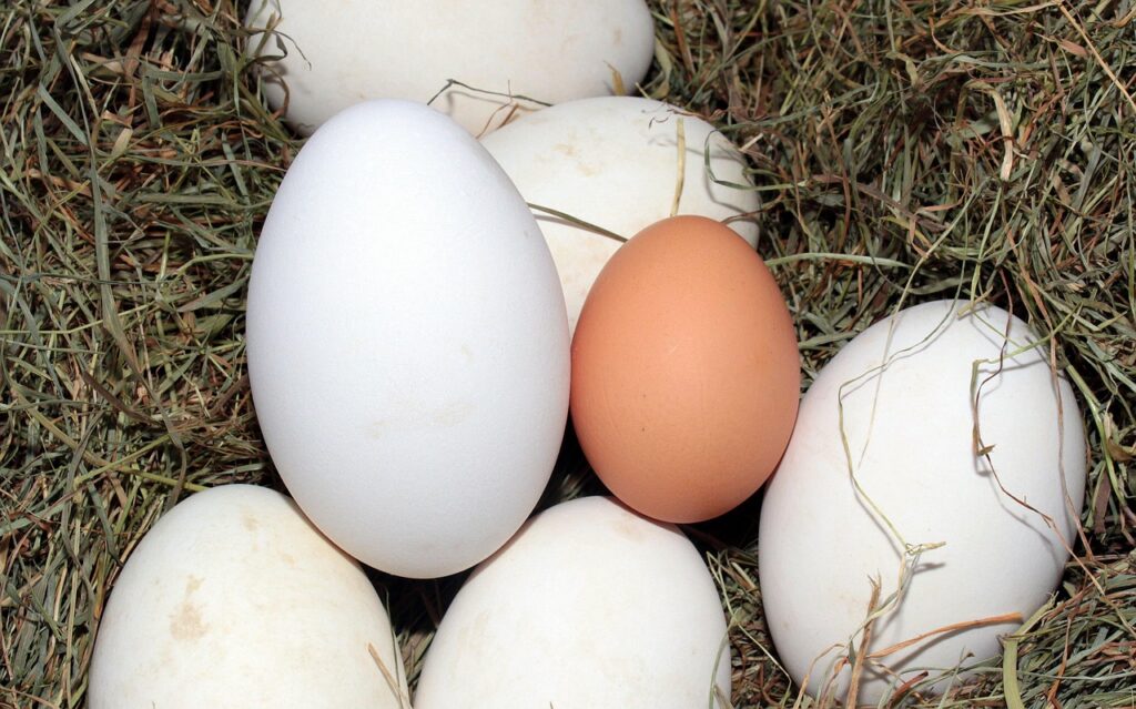 Œufs d'oie blancs posés sur la paille, à côté d'un œuf de poule brun plus petit